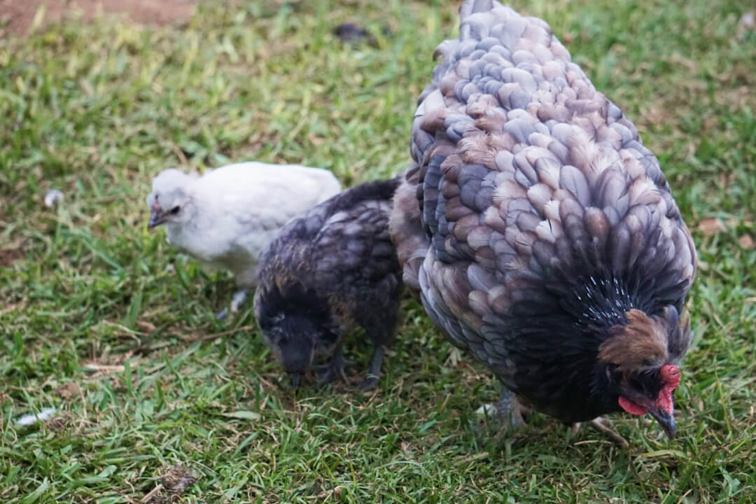 Raising Chicks